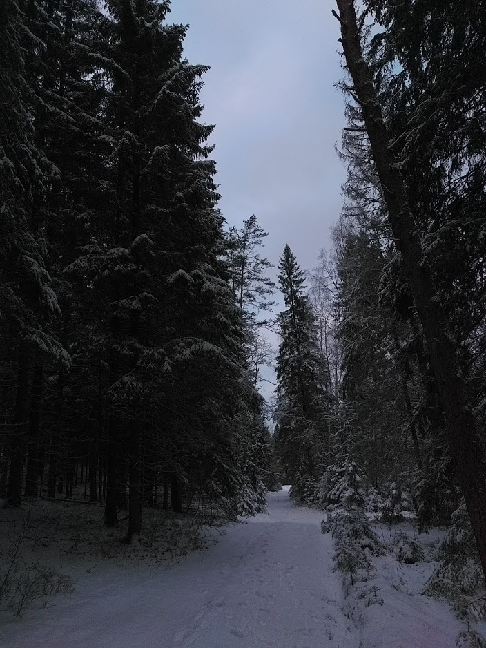 Hike 08.12.18. How it was... - My, Tourism, Leningrad region, Hike, Forest, Longpost