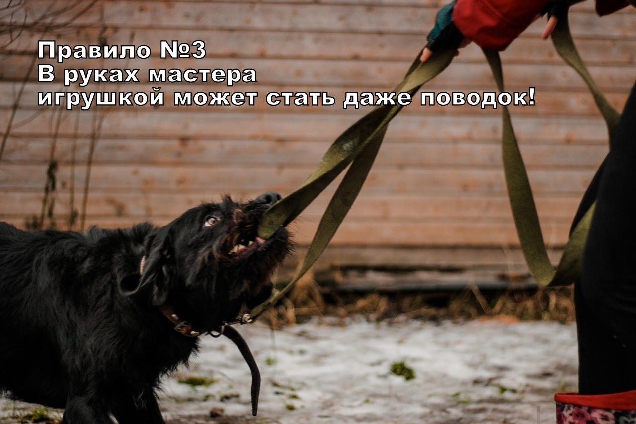 Rules for a good walk from Buddy from the Rzhevka shelter, St. Petersburg - My, Dog, Animal shelter, Saint Petersburg, Longpost, No rating, In good hands, Looking for a master