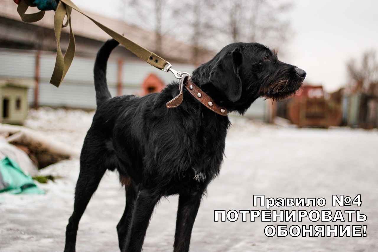 Rules for a good walk from Buddy from the Rzhevka shelter, St. Petersburg - My, Dog, Animal shelter, Saint Petersburg, Longpost, No rating, In good hands, Looking for a master