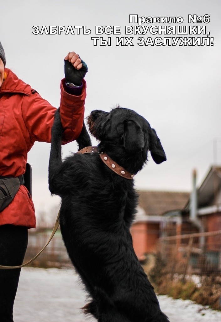 Rules for a good walk from Buddy from the Rzhevka shelter, St. Petersburg - My, Dog, Animal shelter, Saint Petersburg, Longpost, No rating, In good hands, Looking for a master