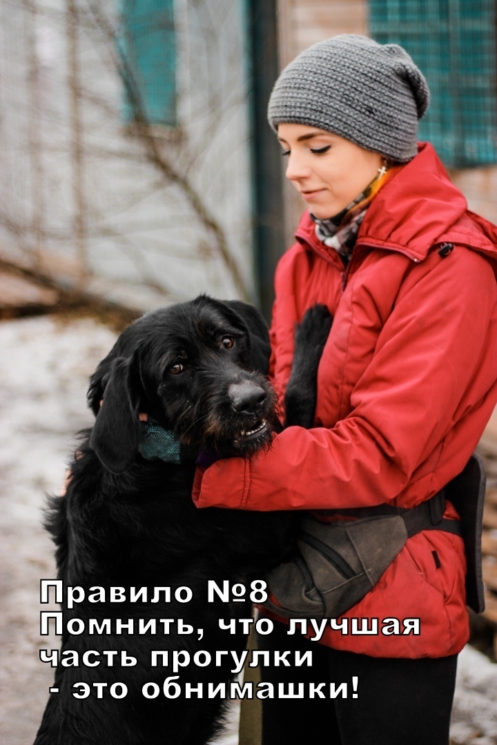 Rules for a good walk from Buddy from the Rzhevka shelter, St. Petersburg - My, Dog, Animal shelter, Saint Petersburg, Longpost, No rating, In good hands, Looking for a master