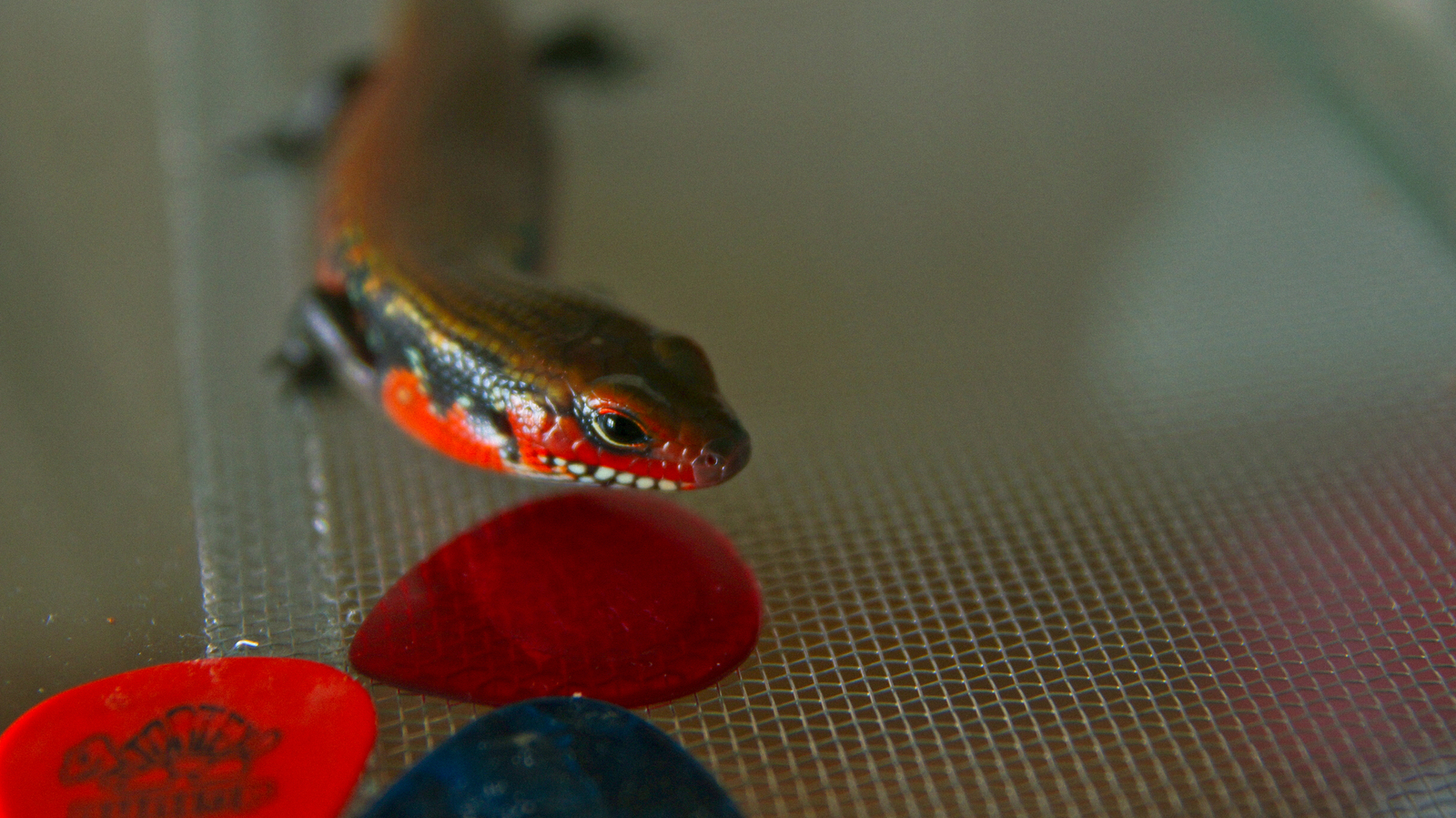 Fire skink posing - My, Skink, Reptiles at home, Lizard, Exotic animals, Fire Skink, Longpost