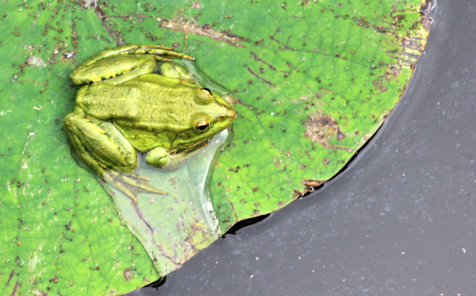 Flowers #7. - My, Flowers, Lotus, , Frogs, The nature of Russia, Longpost