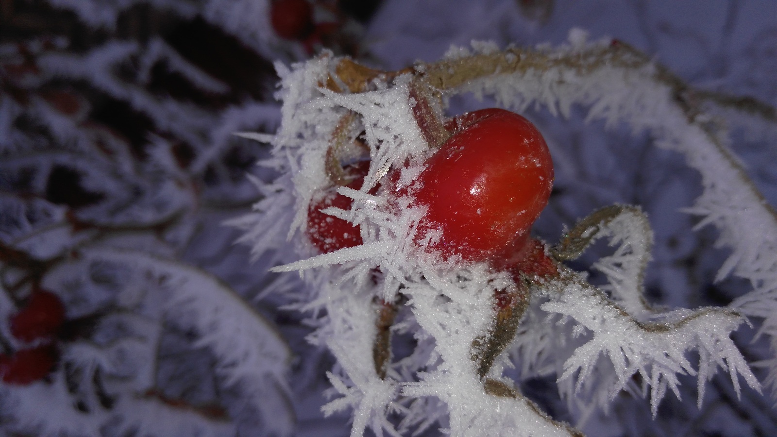 Smolensk. Waiting for Christmas miracles.. - My, Smolensk, Winter, Snow, Longpost