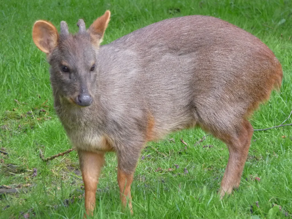 Pudu: World's tiniest deer - My, Pudu, Deer, Animals, Wild animals, Animal book, Zoology, Nature, Humor, Longpost, Deer