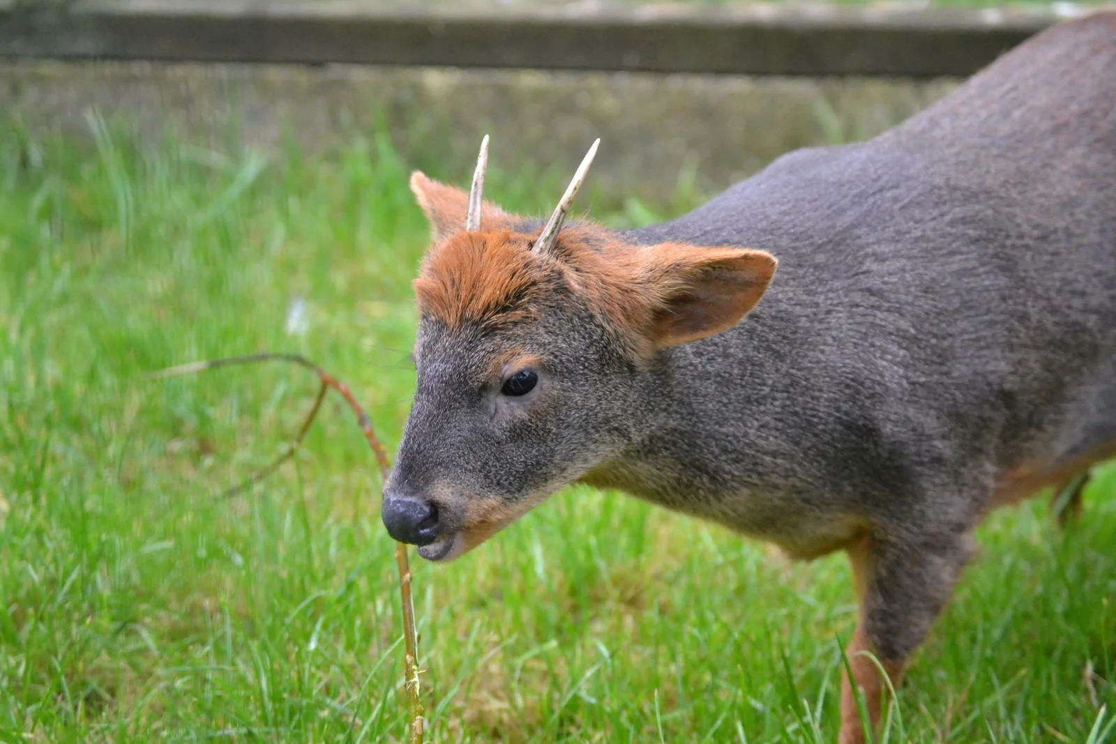 Pudu: World's tiniest deer - My, Pudu, Deer, Animals, Wild animals, Animal book, Zoology, Nature, Humor, Longpost, Deer