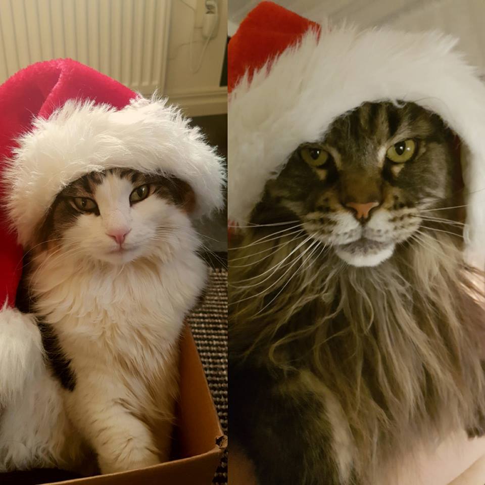 New Year's cats - New Year, cat, Christmas trees, Holidays, Animals, Pet, Longpost, Catomafia, Pets