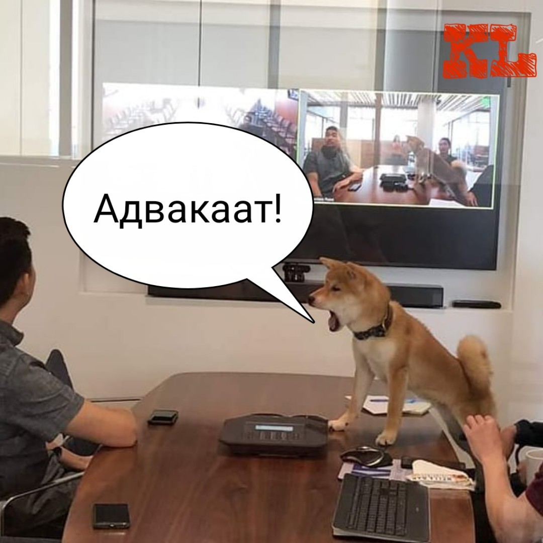 Собаня | Пикабу
