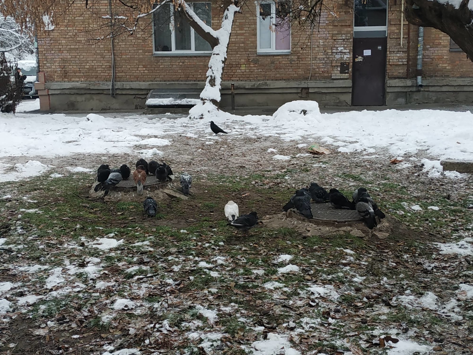 Two warring clans in the battle for heat - My, Birds, Pigeon, Cabbage rolls, Cold, Winter, Weather