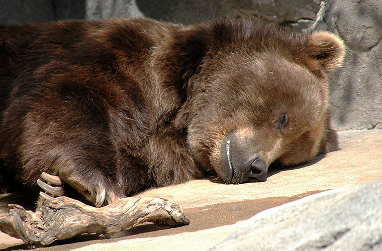 Зимняя спячка медведя, или почему медведь сосет лапу?
