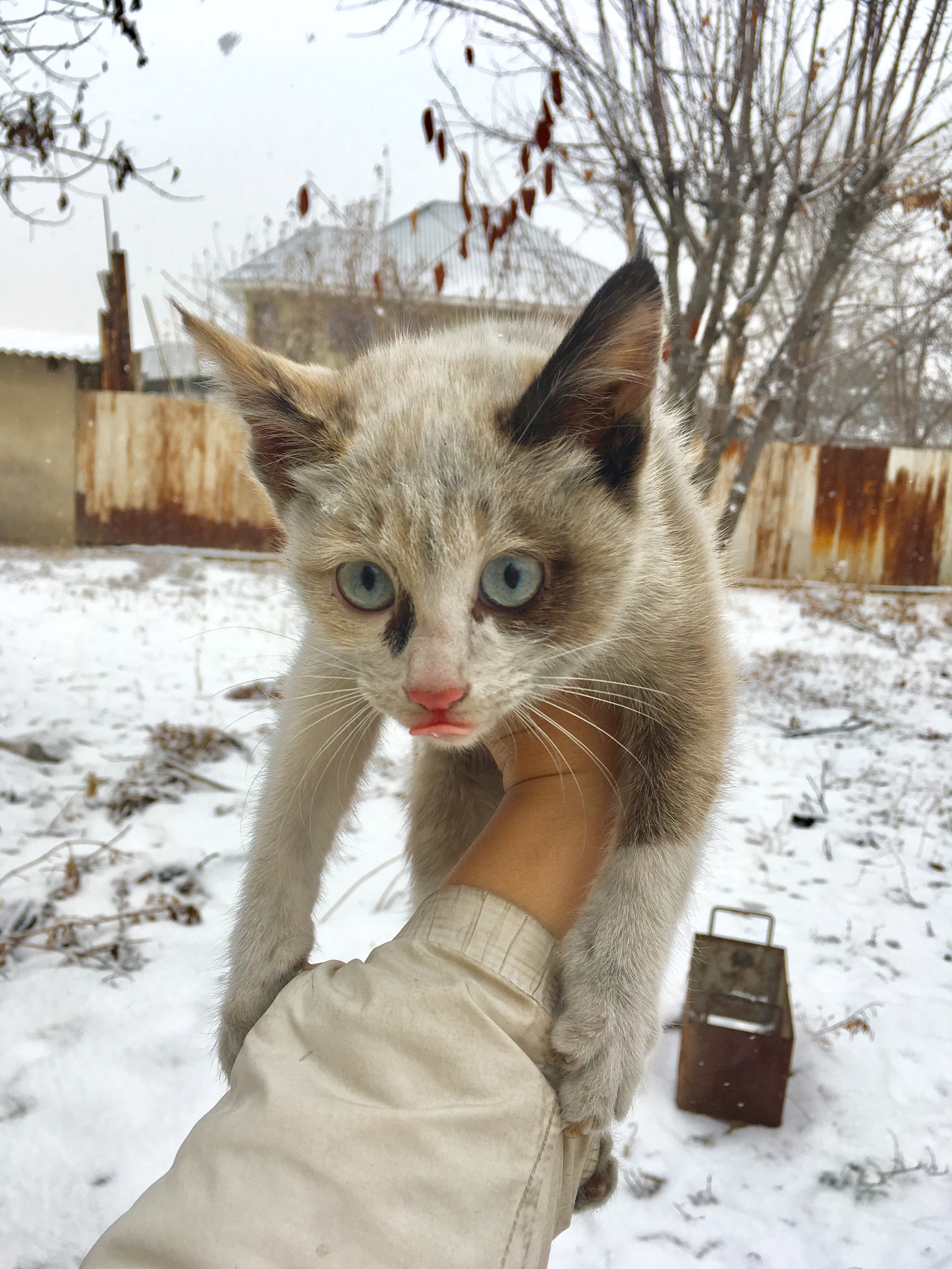 cat with heavenly eyes - My, cat, Catomafia, No rating, Helping animals, Help, Longpost, Almaty