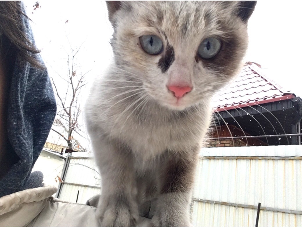 cat with heavenly eyes - My, cat, Catomafia, No rating, Helping animals, Help, Longpost, Almaty