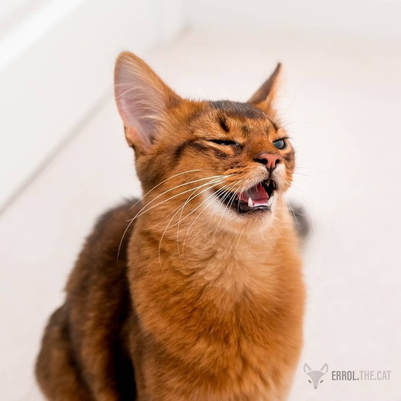 Somali cat - Catomafia, cat, Somali cat, Longpost