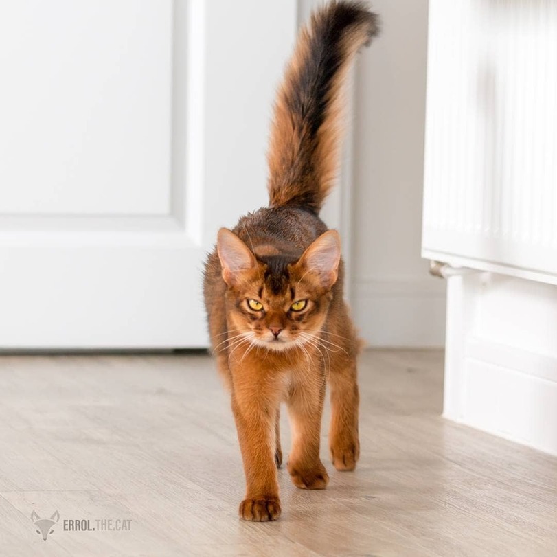 Somali cat - Catomafia, cat, Somali cat, Longpost