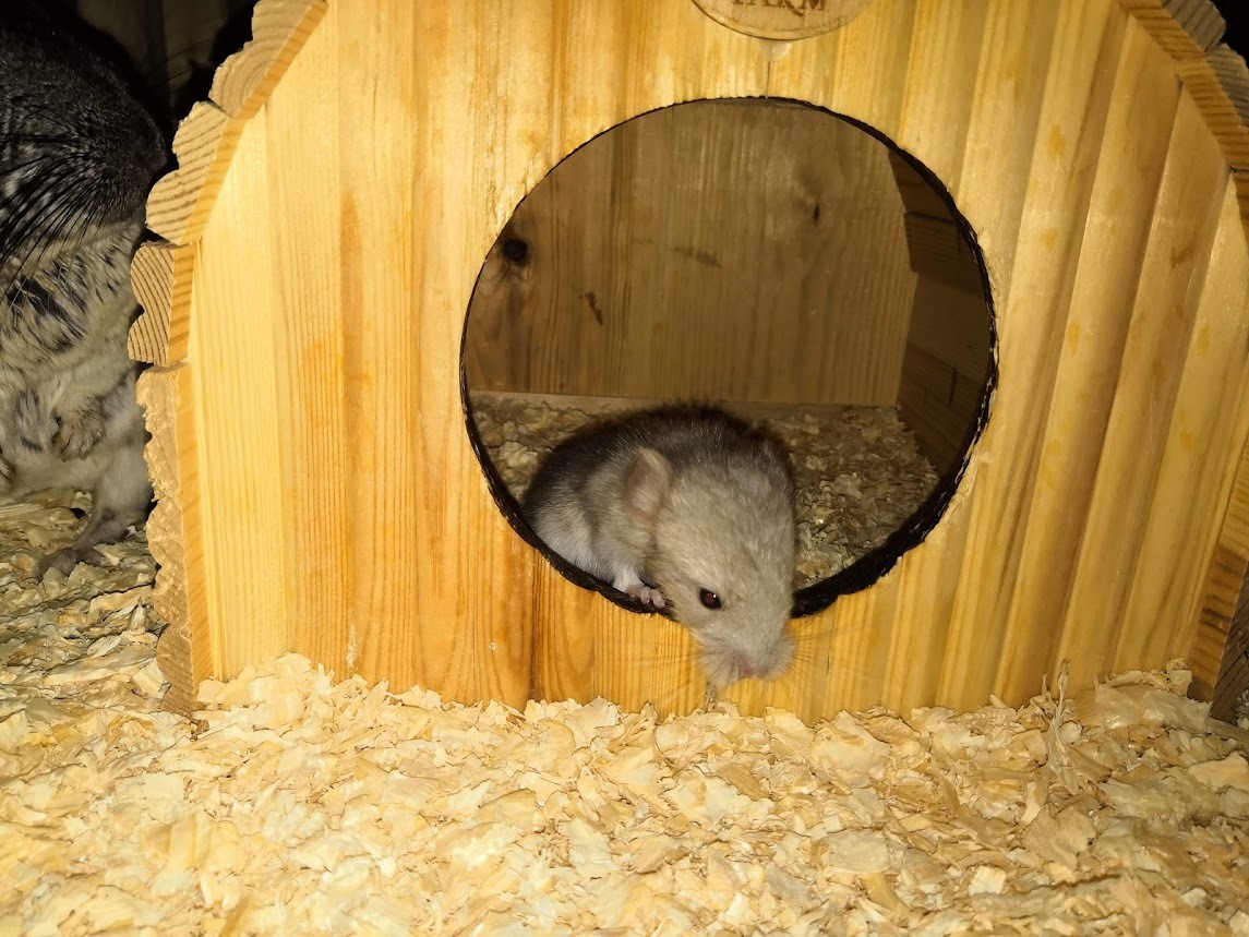 Chinchilla cuteness post. - My, Chinchilla, , Chinchilla, Pet, Milota, Longpost, Pets