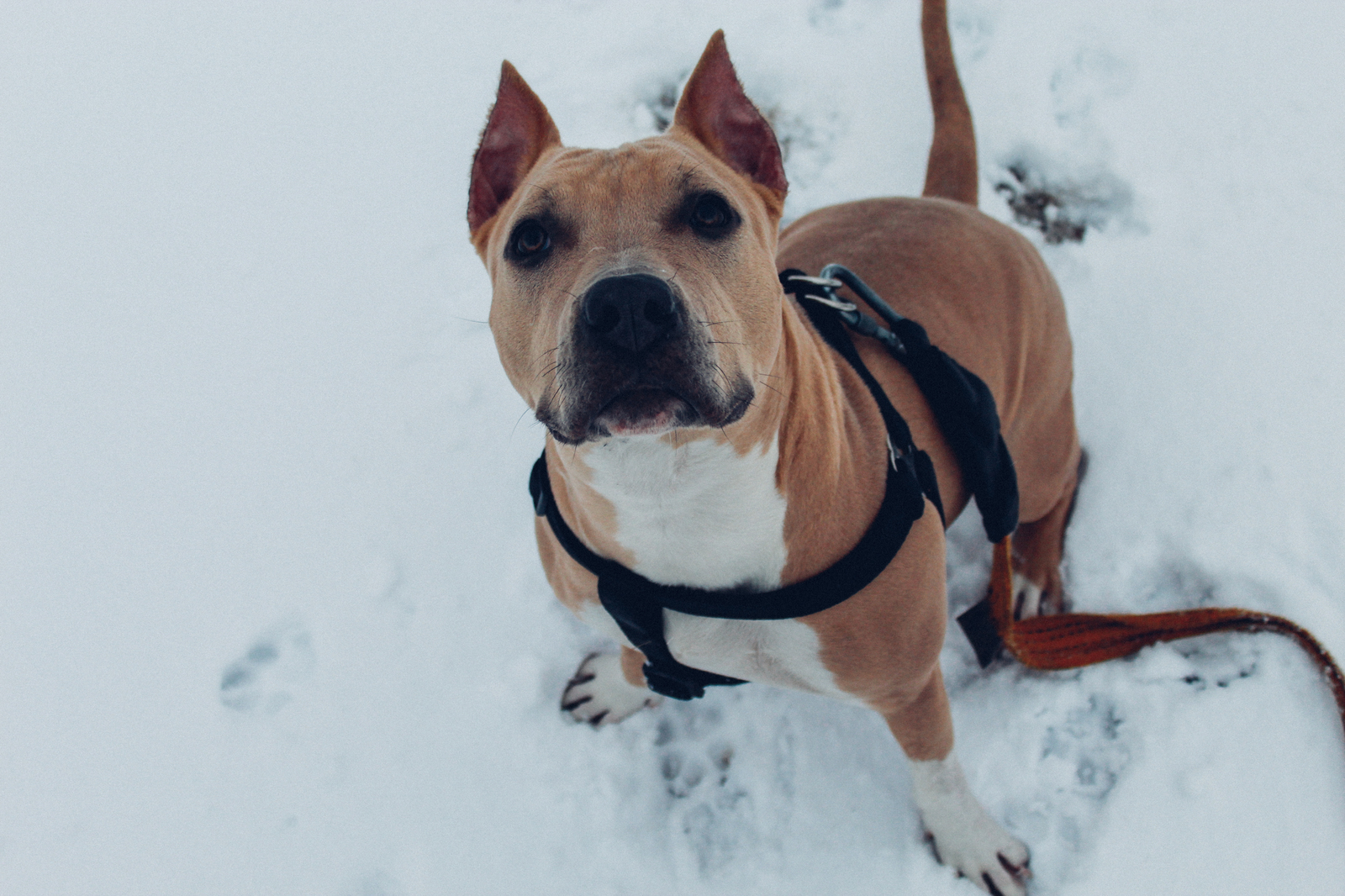 Berta changes) - My, Amstaff, Dog, Changes, The photo, Longpost