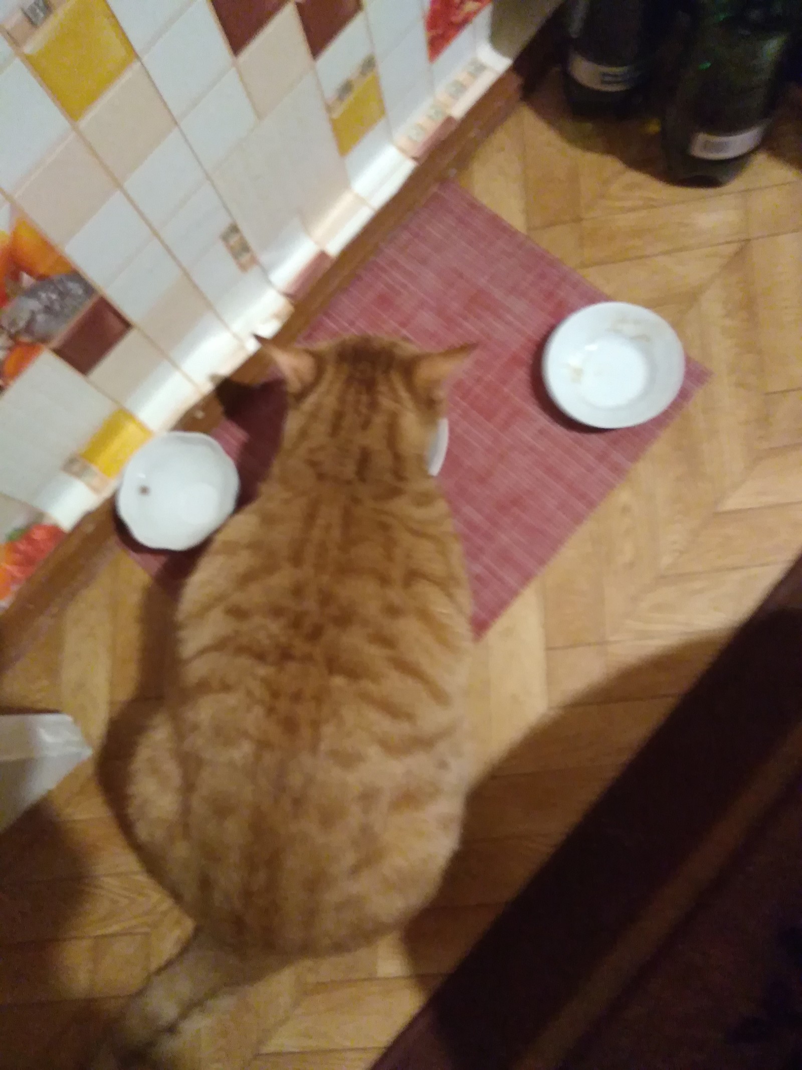 The cat is eating. - Indifference, Catomafia, cat