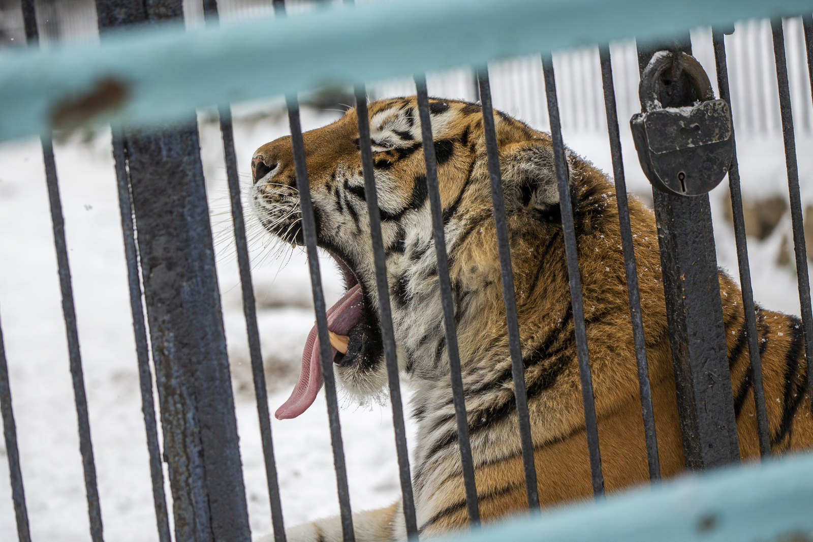 Novosibirsk Zoo - My, Novosibirsk, Zoo, The photo, Longpost