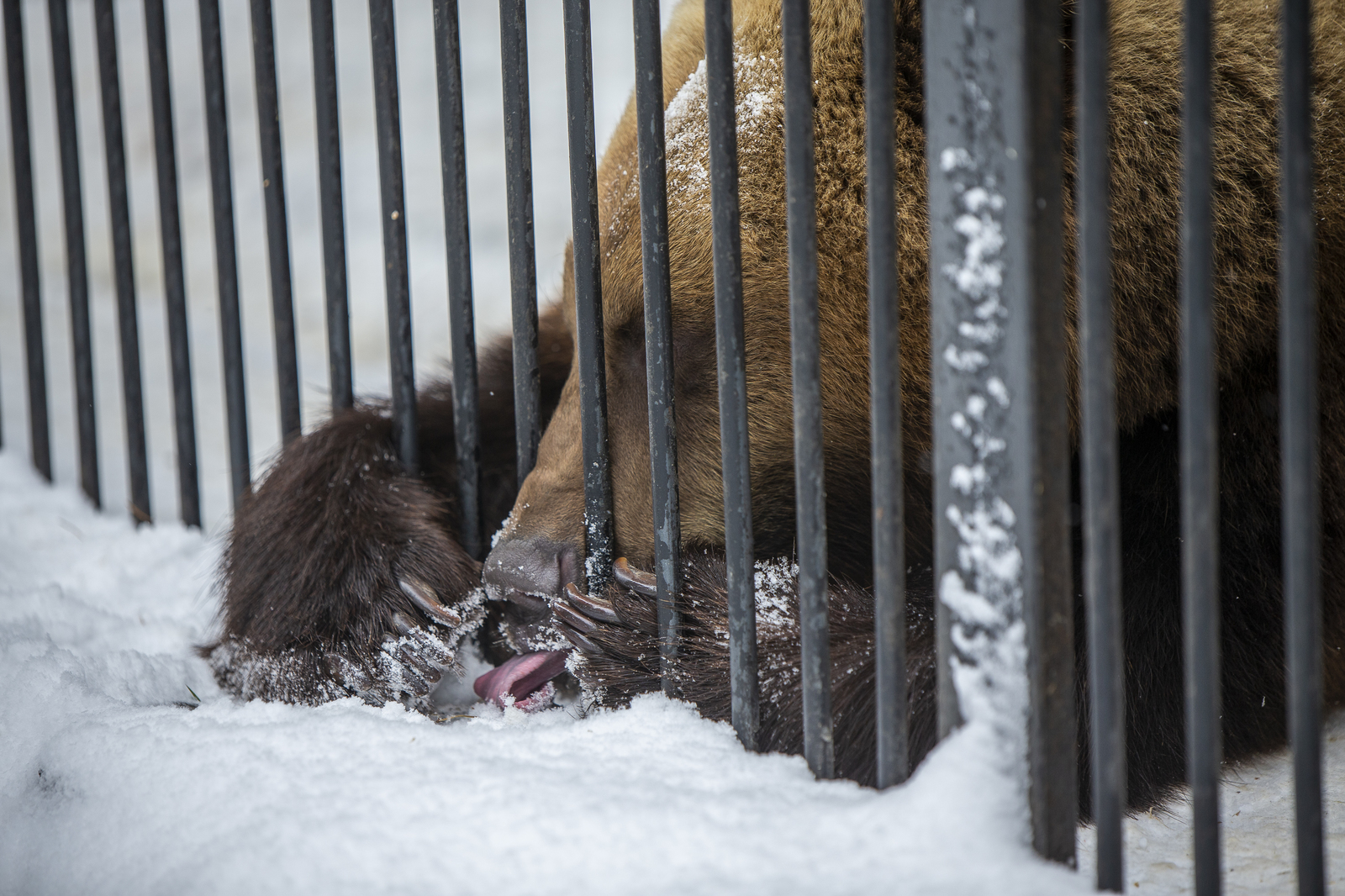 Novosibirsk Zoo - My, Novosibirsk, Zoo, The photo, Longpost