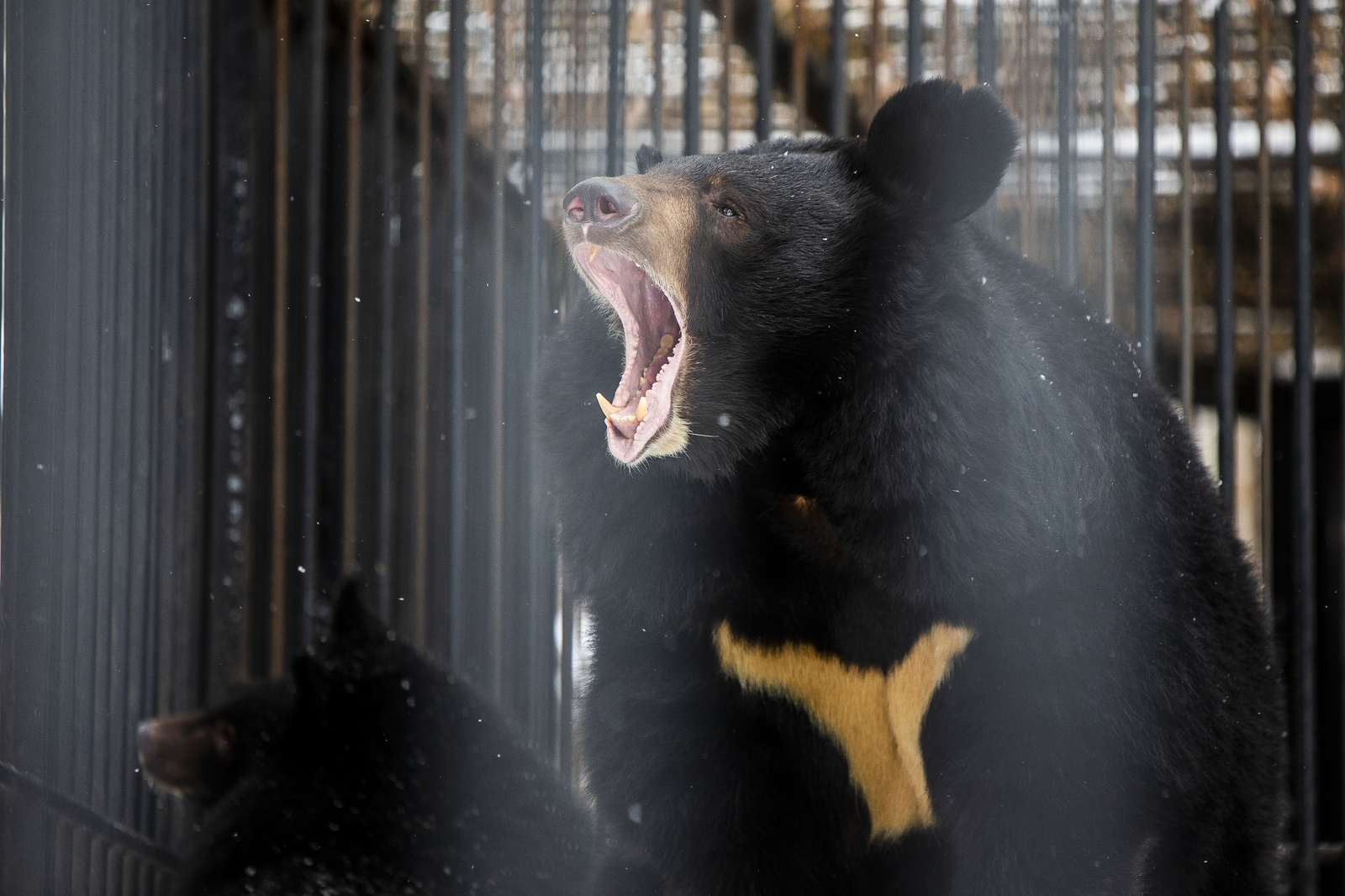 Novosibirsk Zoo - My, Novosibirsk, Zoo, The photo, Longpost