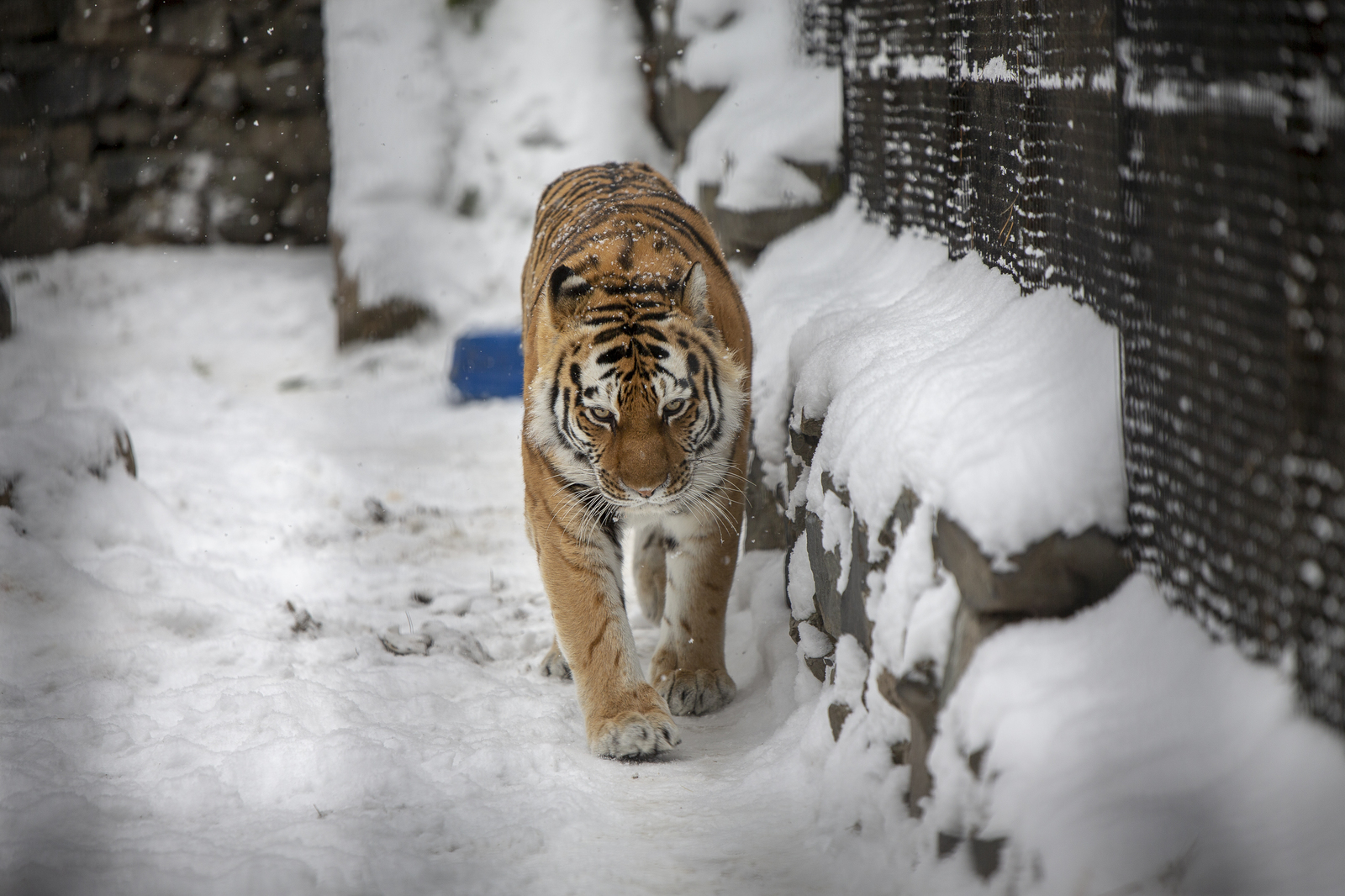 Novosibirsk Zoo - My, Novosibirsk, Zoo, The photo, Longpost