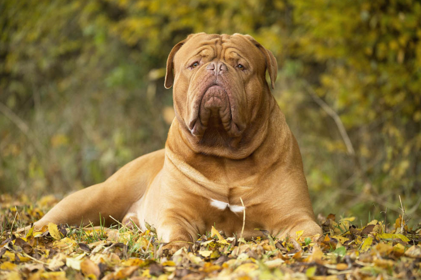 About dog breeds №78. - Dog, Dog breeds, Great Dane of Bordeaux, French Mastiff, Longpost