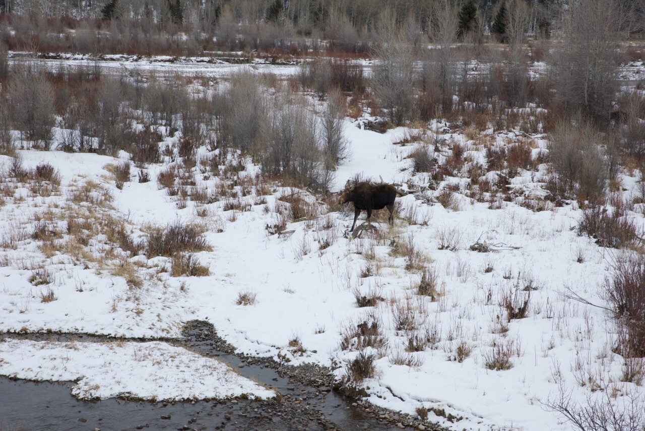 Тем временем в Вайоминге - Моё, Природа, США, Национальный парк, Grand Teton, Зима, Длиннопост