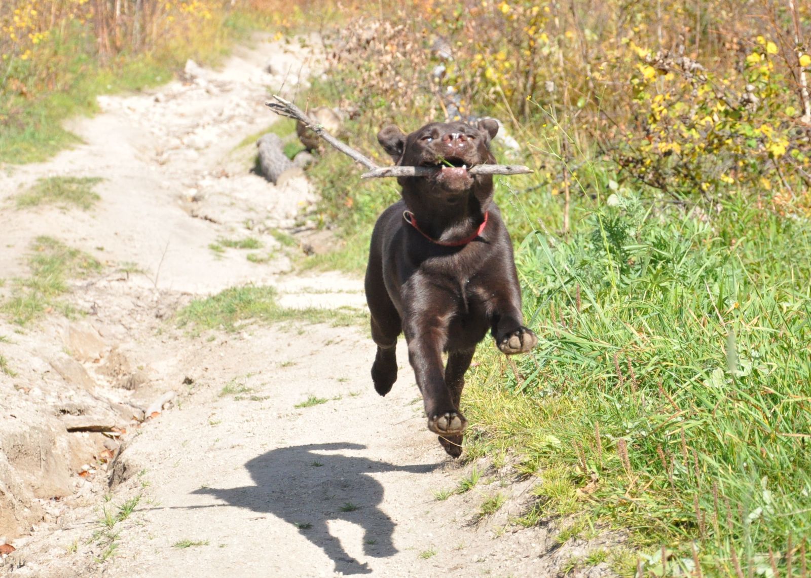 dog flight post - My, Milota, Labrador, Summer, Fun, Dog