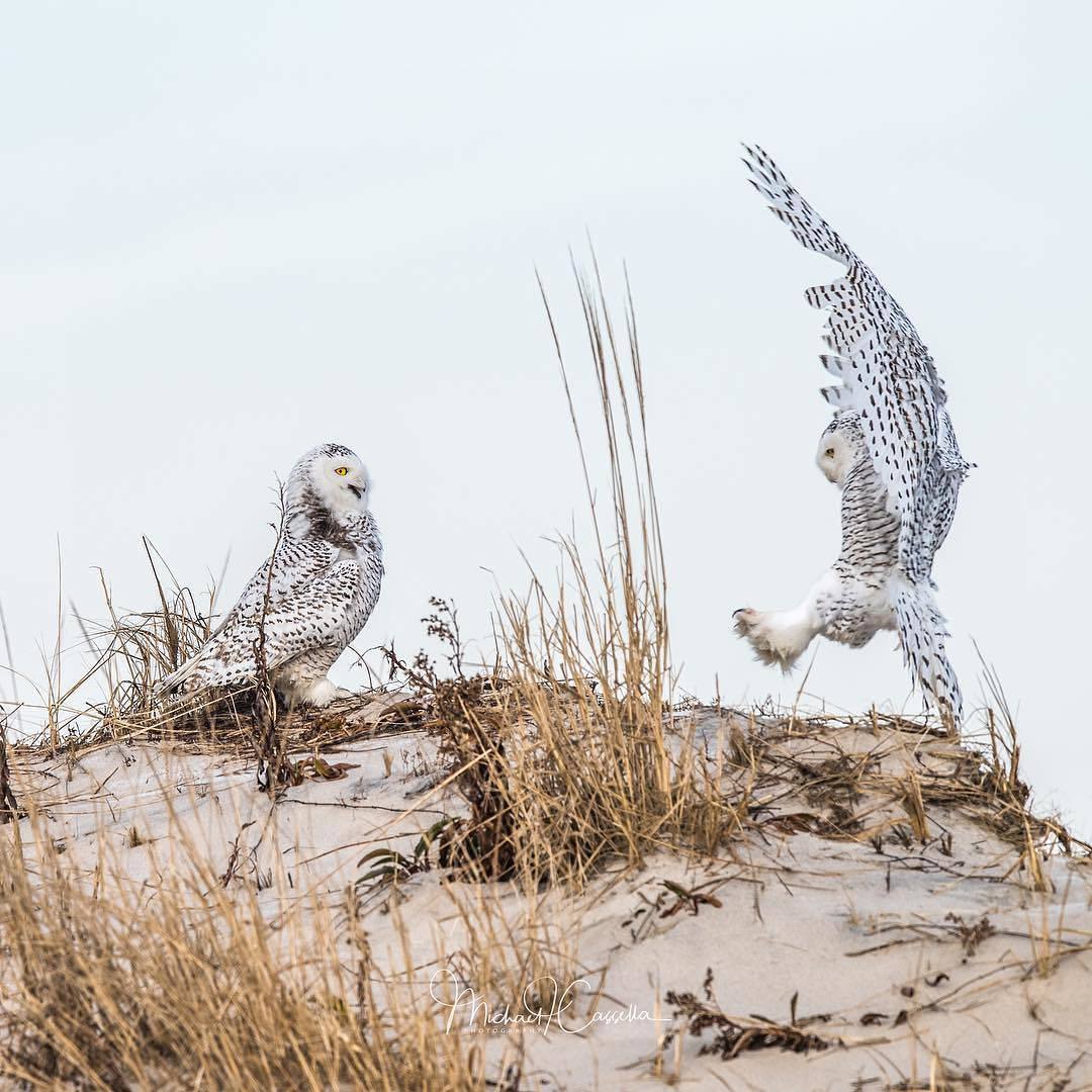 - Voooot caught a mouse! - Owl, , Positive, White owl, Polar owl, Hunting stories