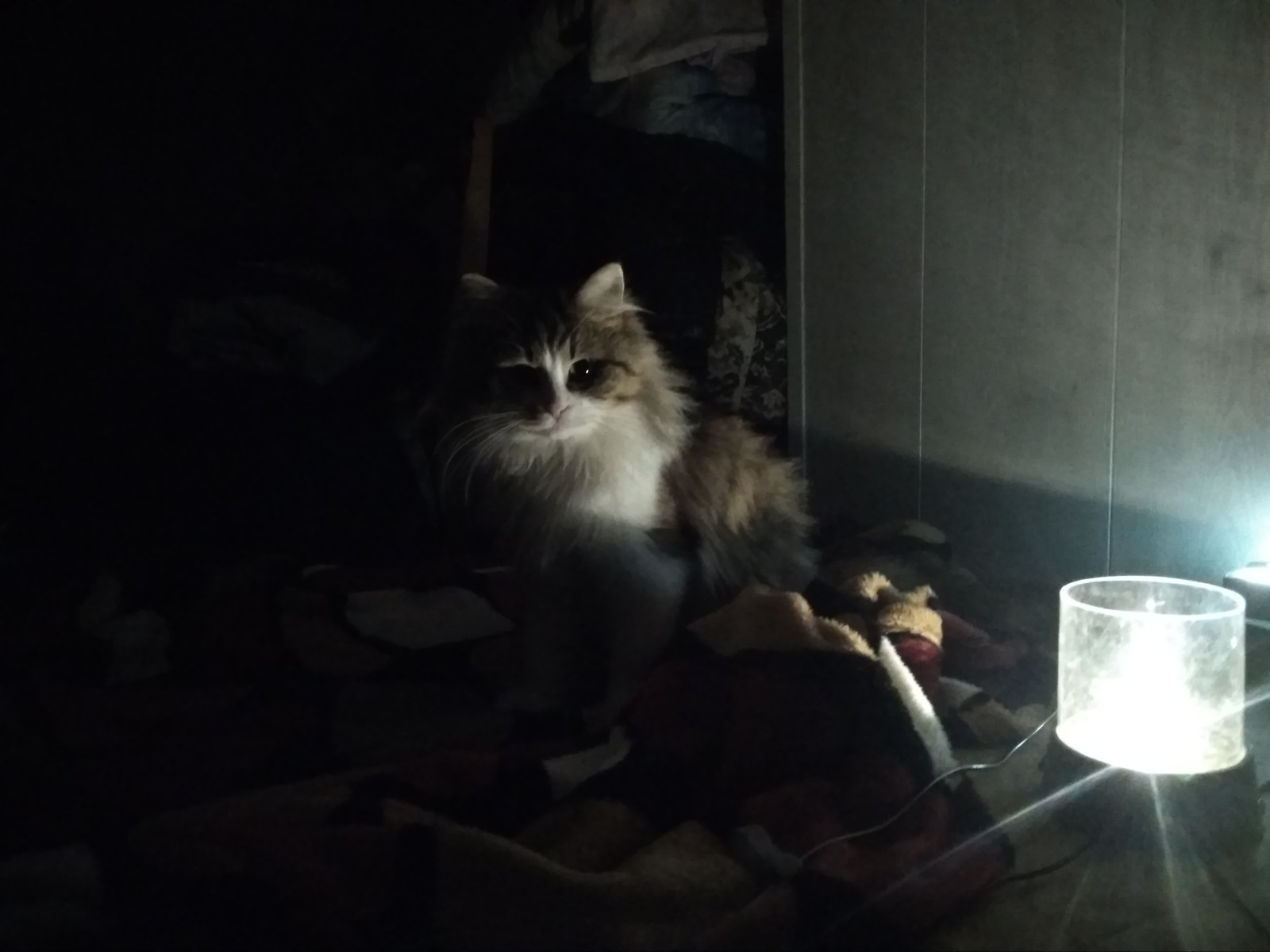 Cat me with a lamp - My, Tricolor cat, Accordion, Лампа, cat, Repeat