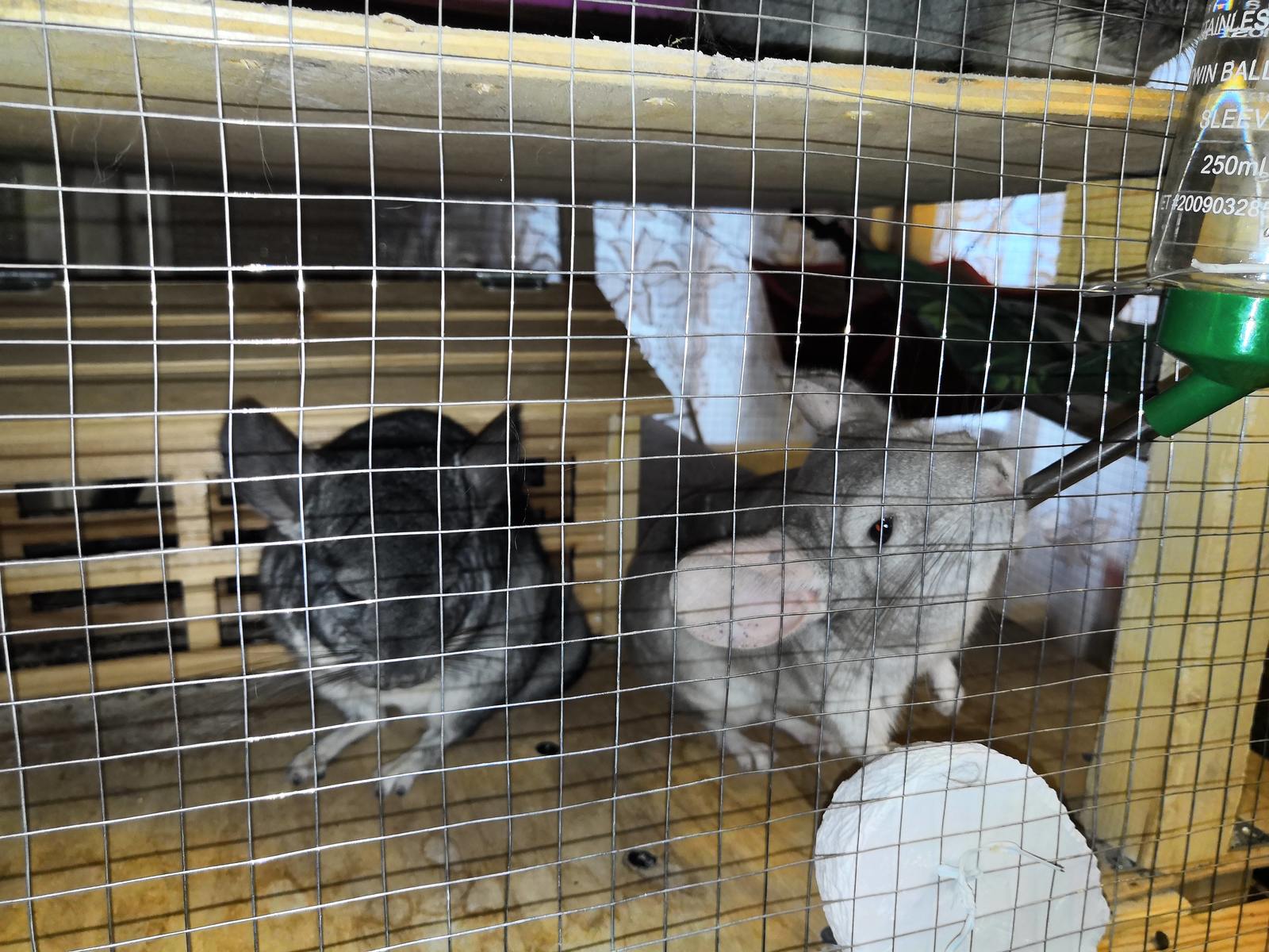 Chinchilla food in the wild - Chinchilla, Milota, Pet, Pets, Pet, , Longpost