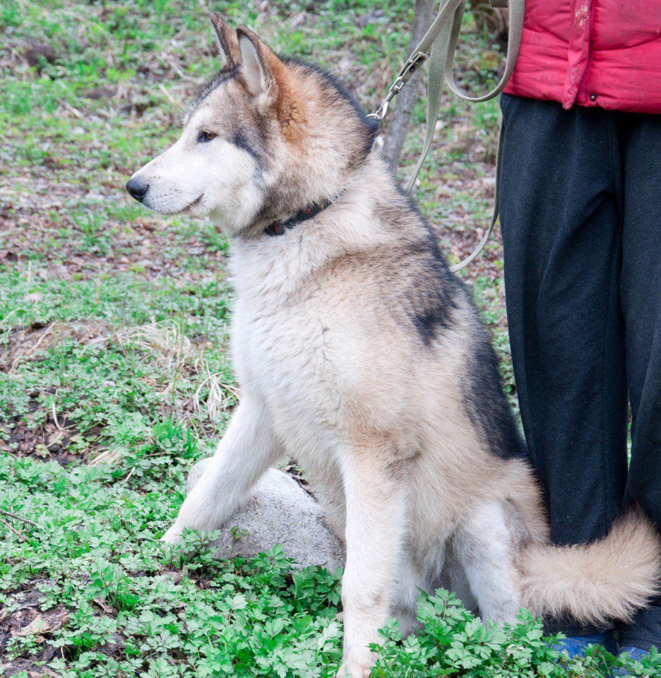 We have been looking for a Malamute since June. We will be grateful for any information. - My, Alaskan Malamute, The dog is missing, , Longpost, Dog, Leningrad region, No rating, Help