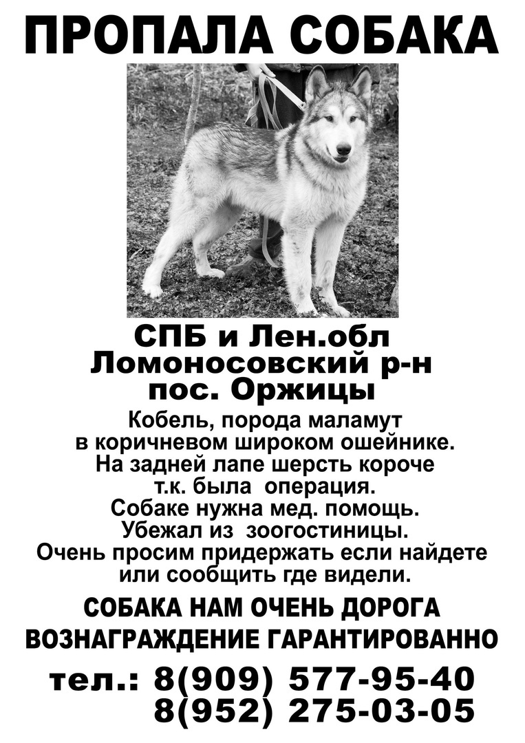 We have been looking for a Malamute since June. We will be grateful for any information. - My, Alaskan Malamute, The dog is missing, , Longpost, Dog, Leningrad region, No rating, Help