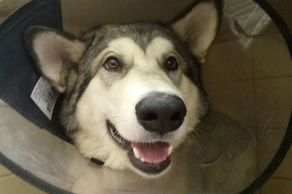 We have been looking for a Malamute since June. We will be grateful for any information. - My, Alaskan Malamute, The dog is missing, , Longpost, Dog, Leningrad region, No rating, Help