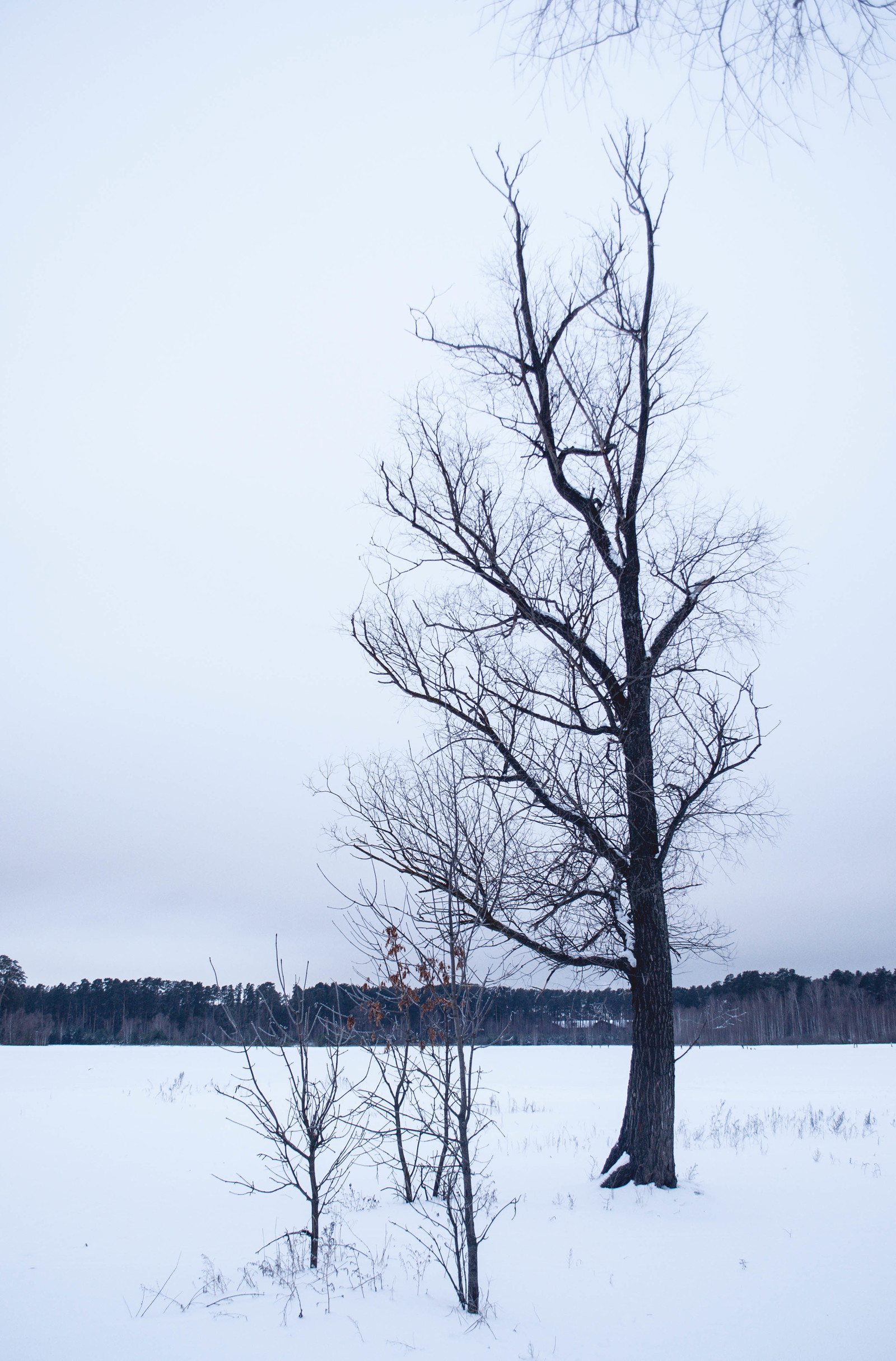 Photo walk. - My, The photo, Landscape, Winter, Nature, Hike, Russia, Kazan, Lebyazhye, Longpost