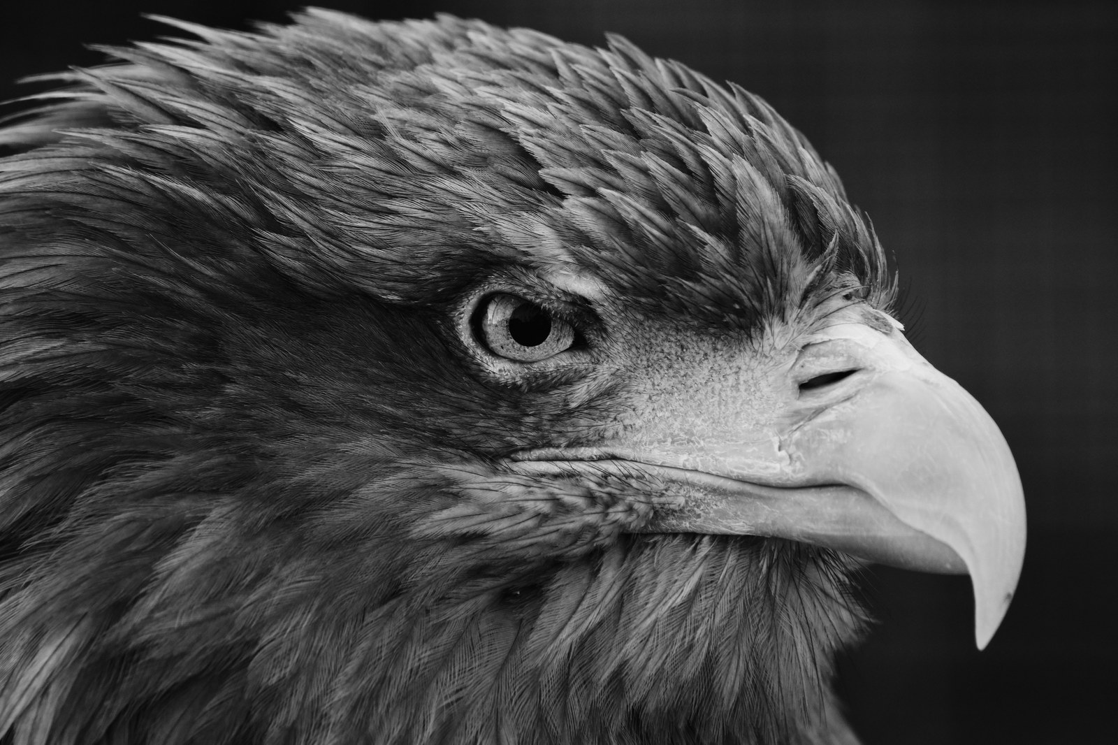 Eagle - My, Eagle, Zoo, Animals, Black and white photo