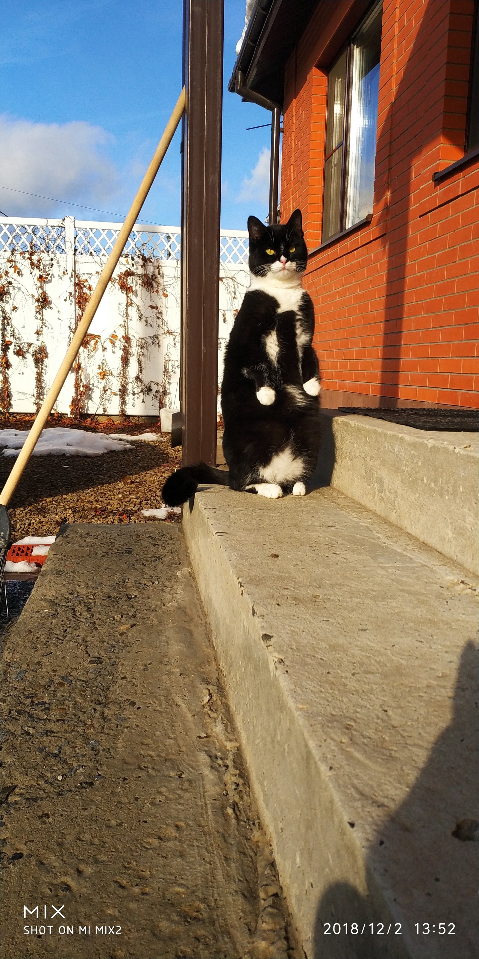 Watching - My, All good, , cat, Pets