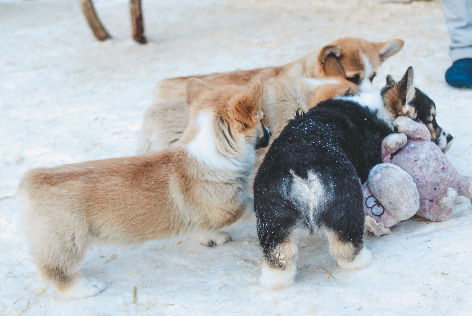 Ruthless dogs tear apart the carcass of an ice cow =) - My, Corgi, Puppies, The photo, Milota, Dog