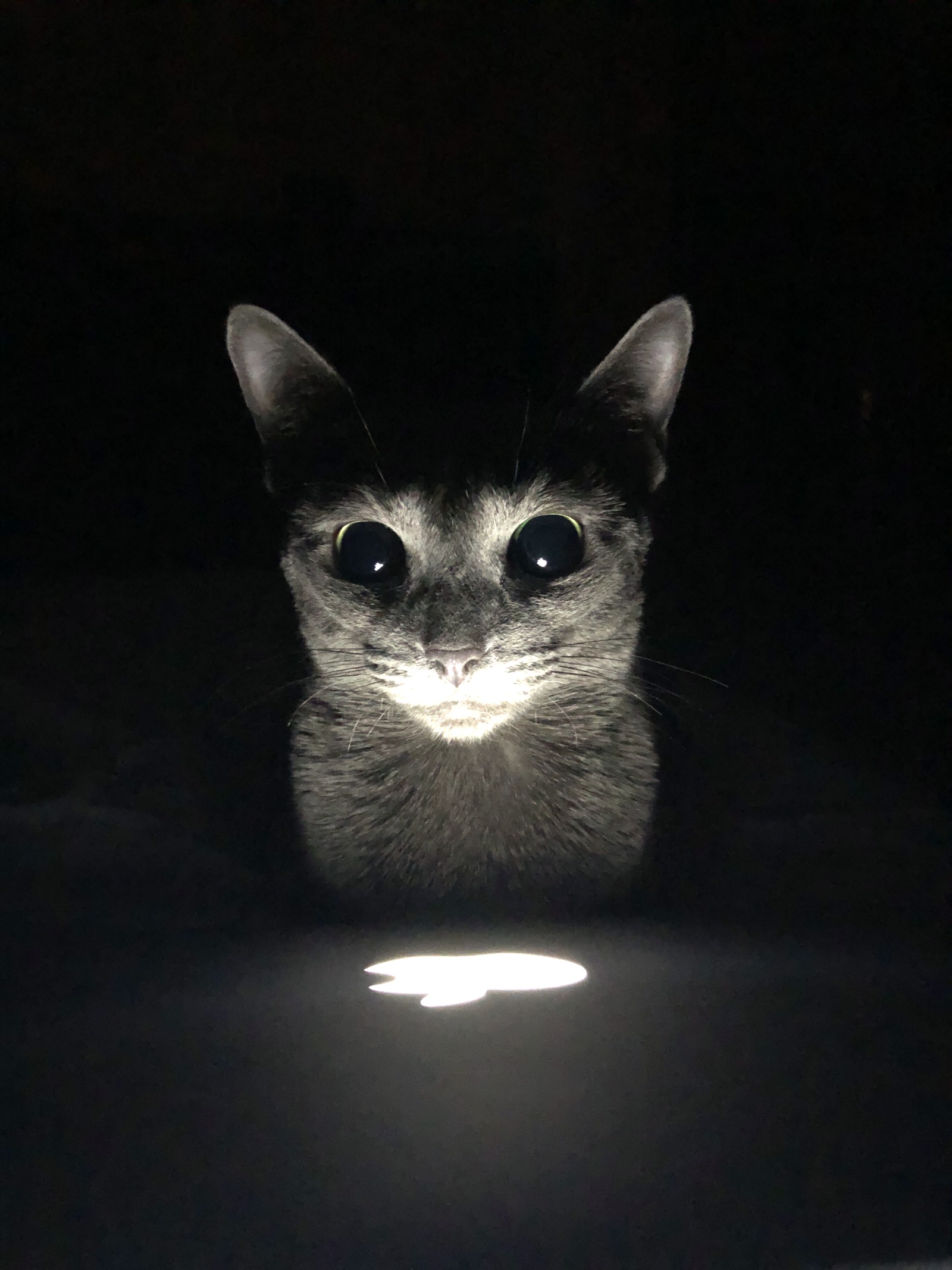 Cat lamp, i-version - My, Cat with lamp, Apple, cat, Russian blue