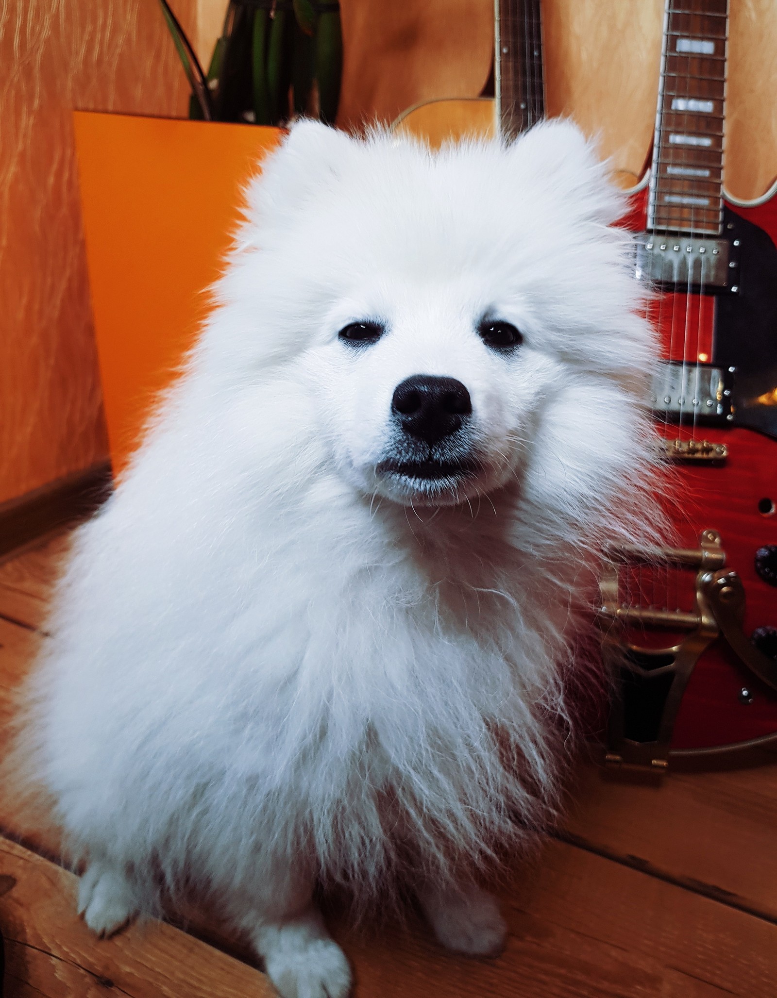 No, not Samoyed - My, Japanese Spitz, Spitz, Dog, Joy, Happiness, Longpost