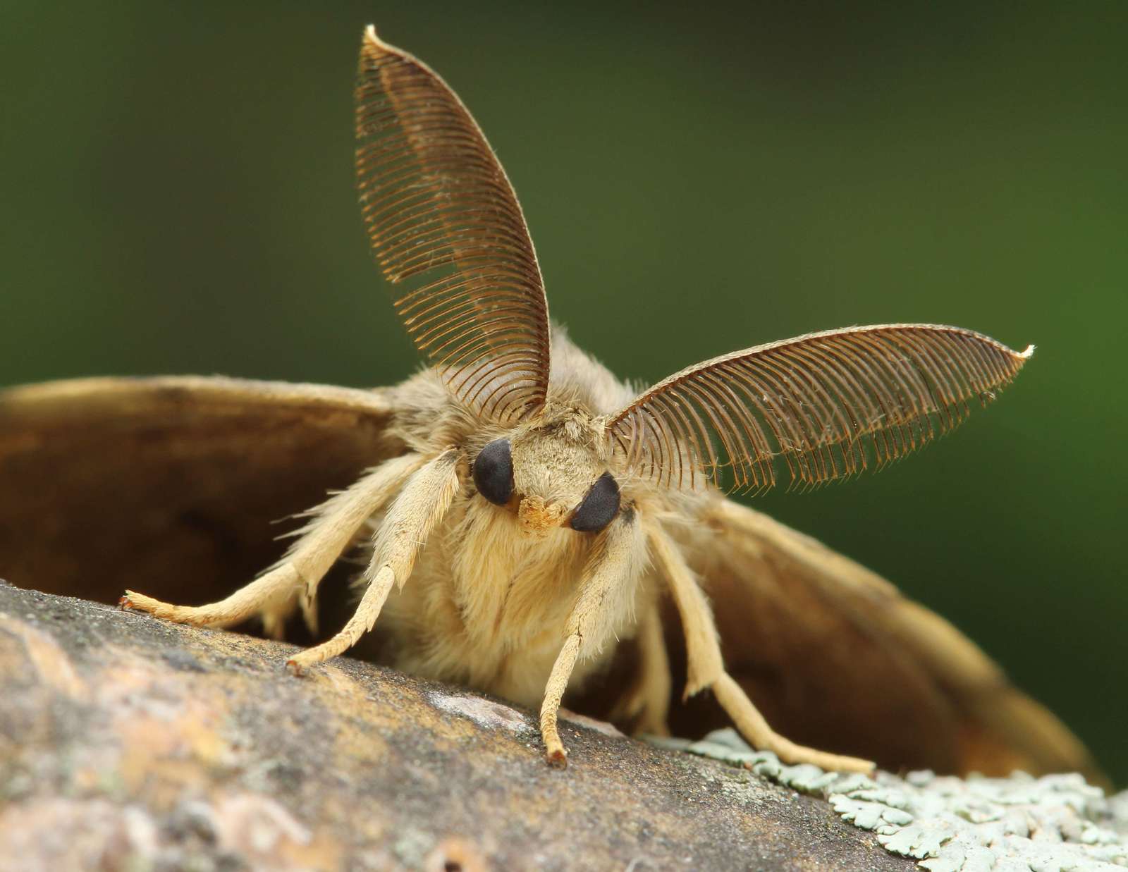 Venezuelan Moth Poodle - Moth, Miracle, Fluffy, Milota, Longpost, Macro photography, Insects