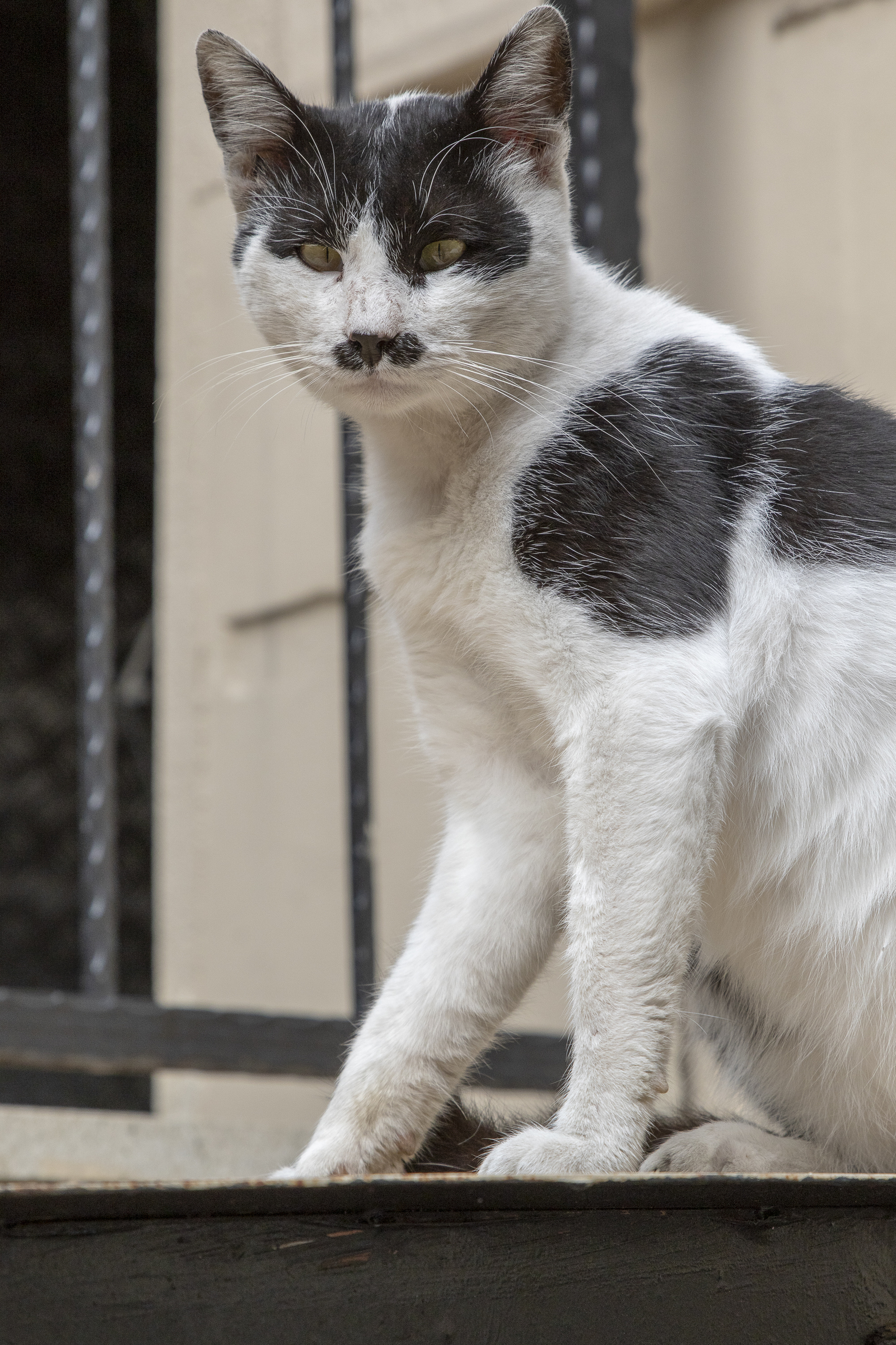 Istanbul cats - My, Istanbul, wild cats, The photo, Longpost, cat