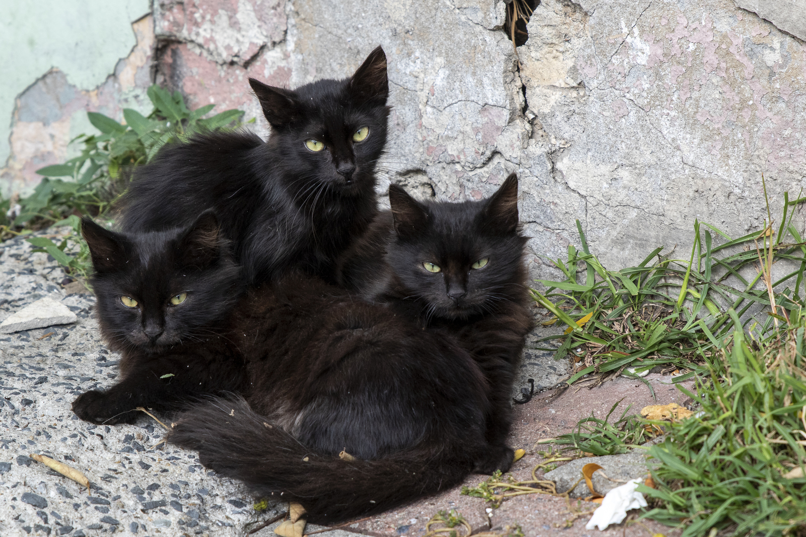 Istanbul cats - My, Istanbul, wild cats, The photo, Longpost, cat