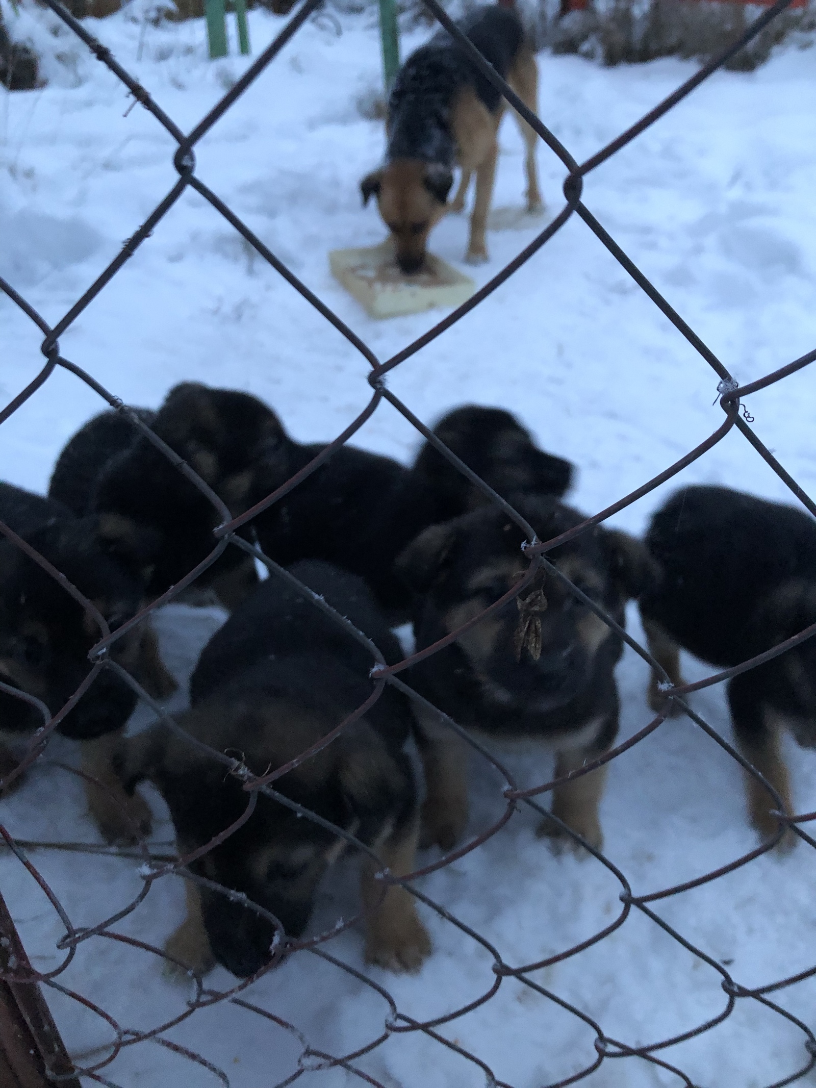 Help put the kids in, please. - No rating, Puppies, Dog, In good hands, Help, Naro-Fominsk, Moscow, cat, Longpost