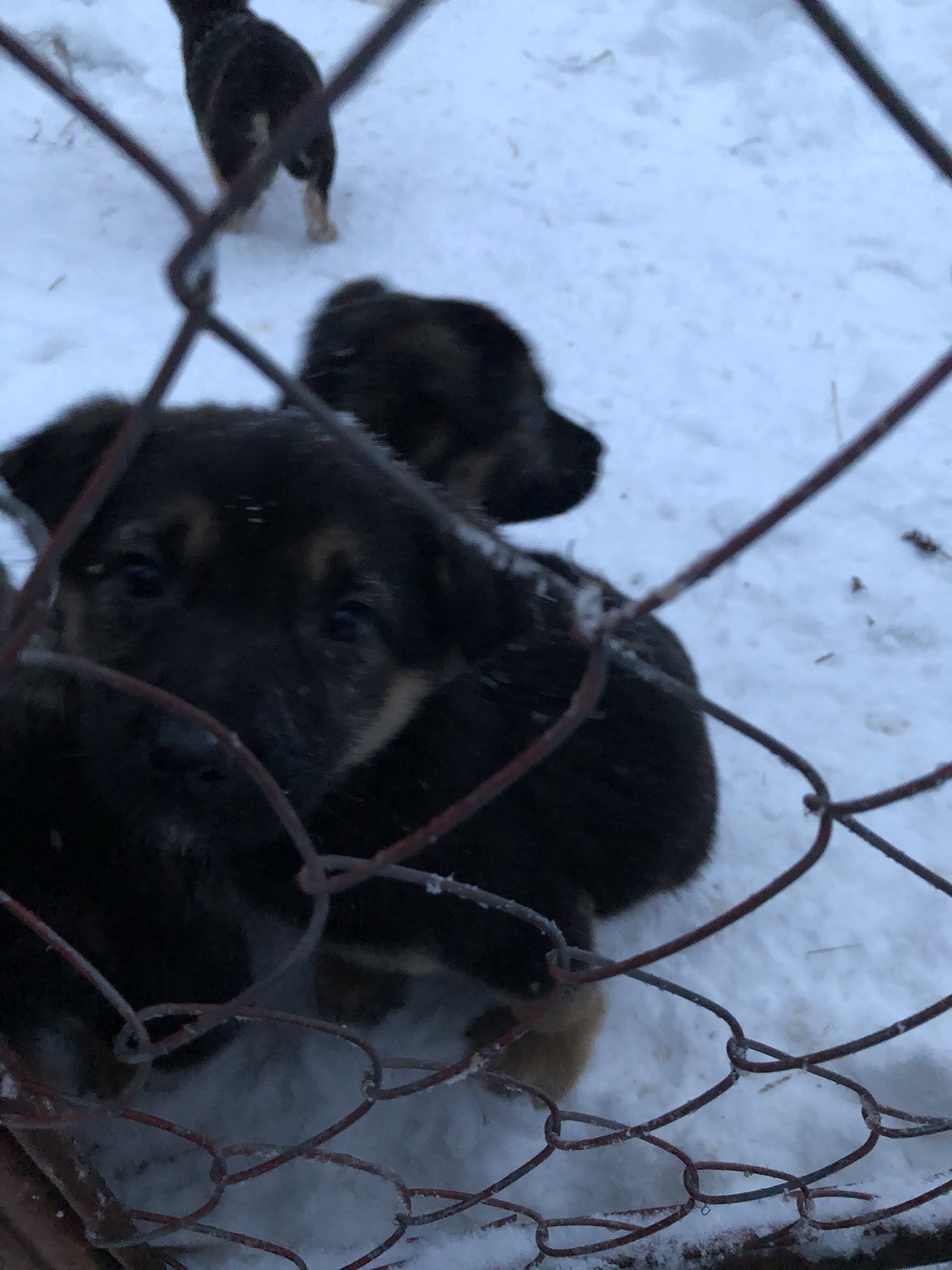 Help put the kids in, please. - No rating, Puppies, Dog, In good hands, Help, Naro-Fominsk, Moscow, cat, Longpost