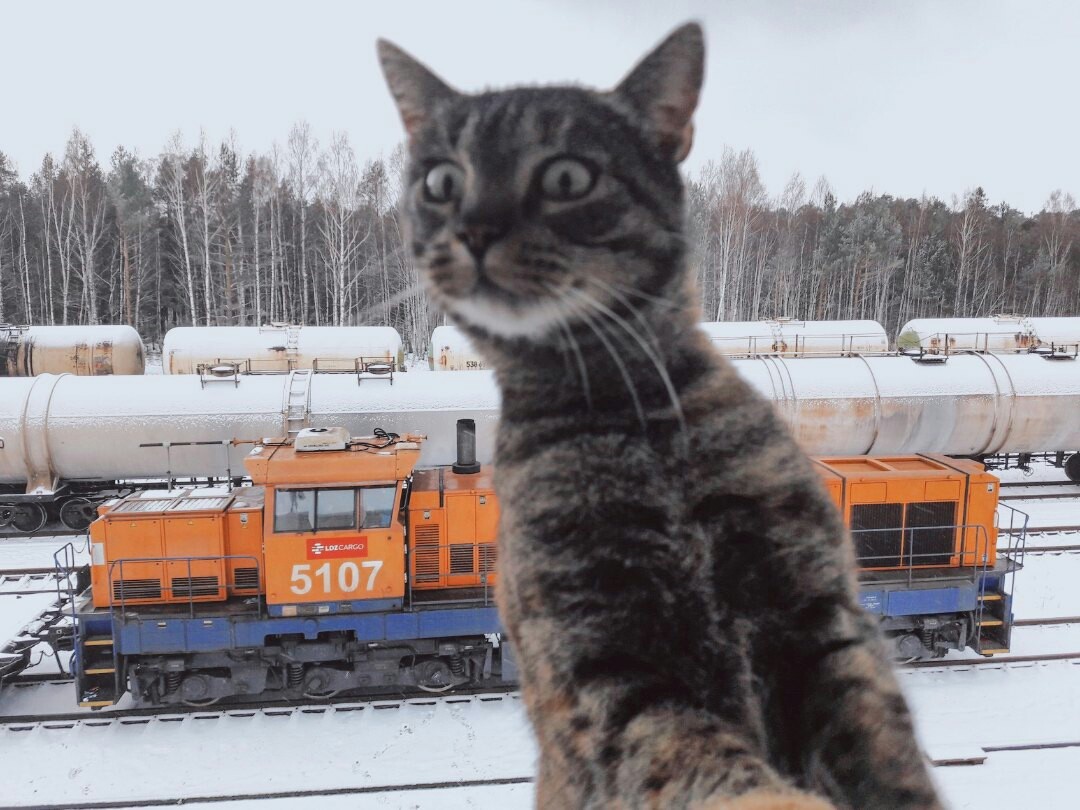 Кот - железнодорожник - Кот, Фотография