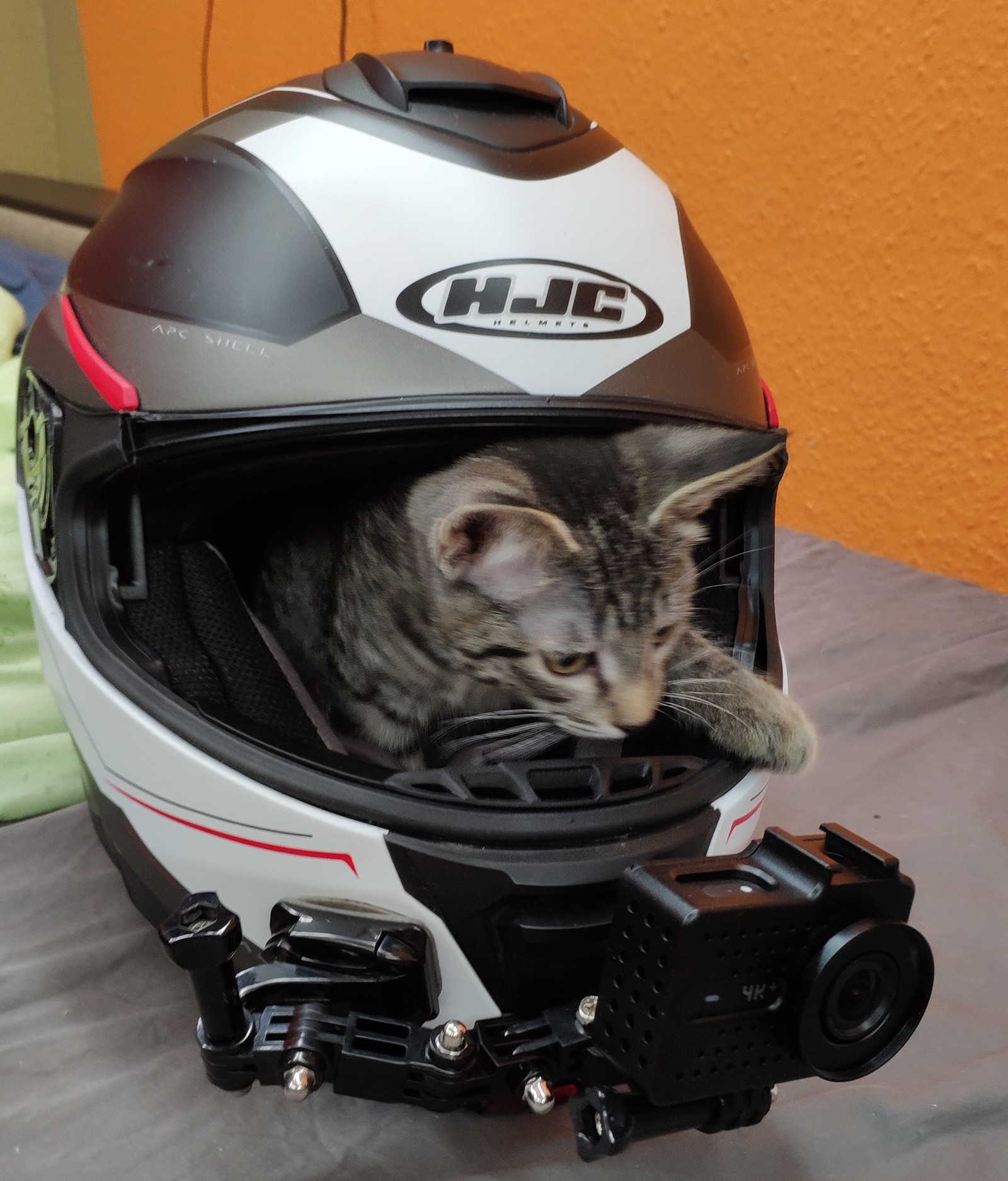 moto cat - My, cat, Moto, Helmet