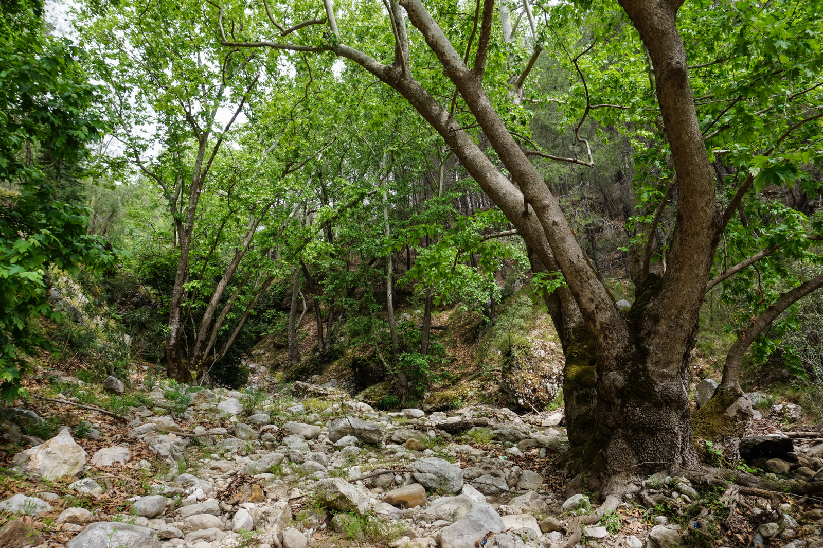 Lycian Way Day 5 - My, Lycian Trail, Turkey, Hike, Chimera Lights, Longpost