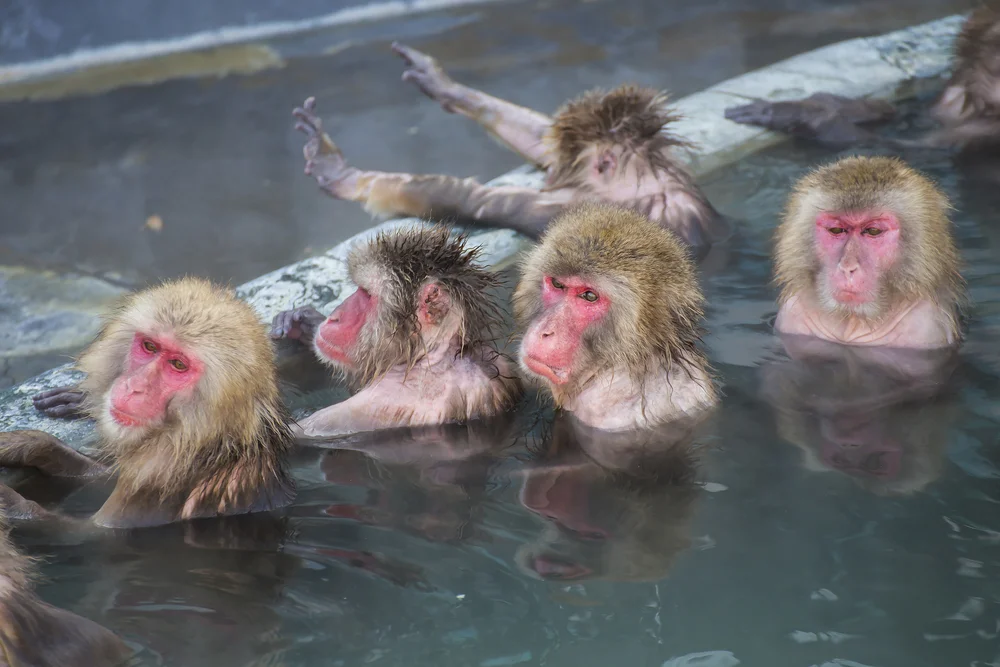 Japanese macaques: Bathhouse-steam room, females and a smirk - My, Japanese macaque, Wild animals, Animals, Humor, Nature, Zoology, Animal book, Longpost