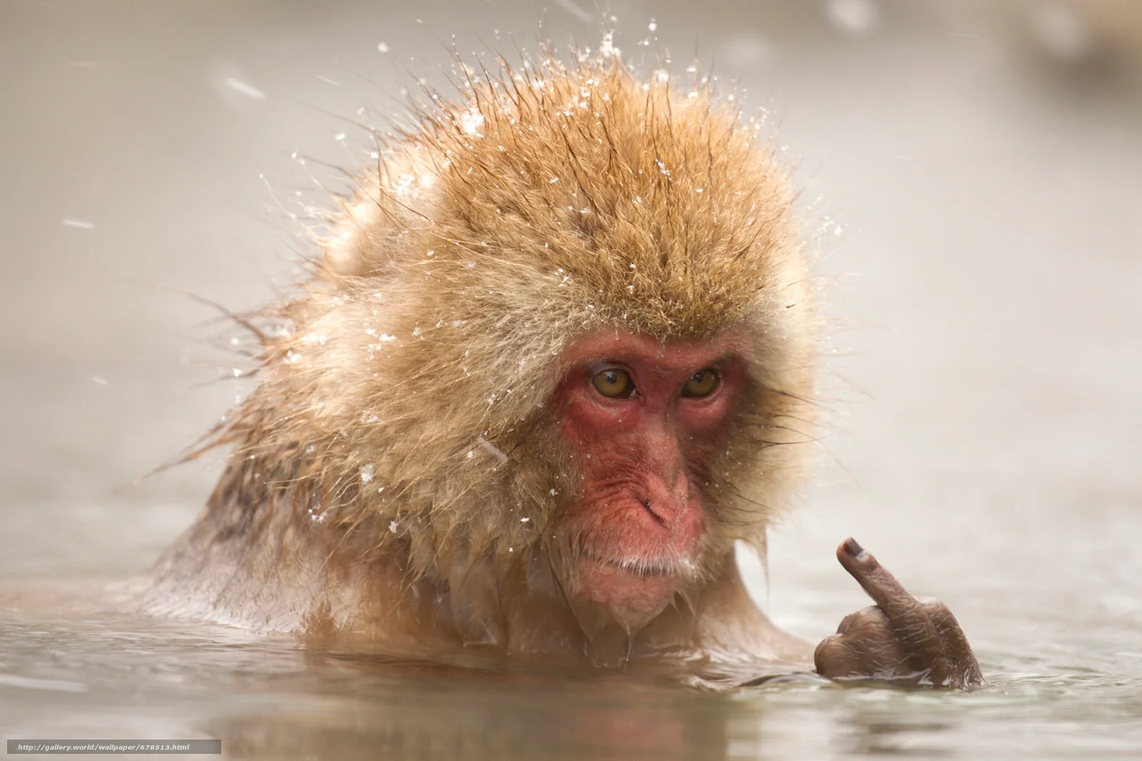 Japanese macaques: Bathhouse-steam room, females and a smirk - My, Japanese macaque, Wild animals, Animals, Humor, Nature, Zoology, Animal book, Longpost